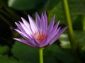 Purple water lily 2